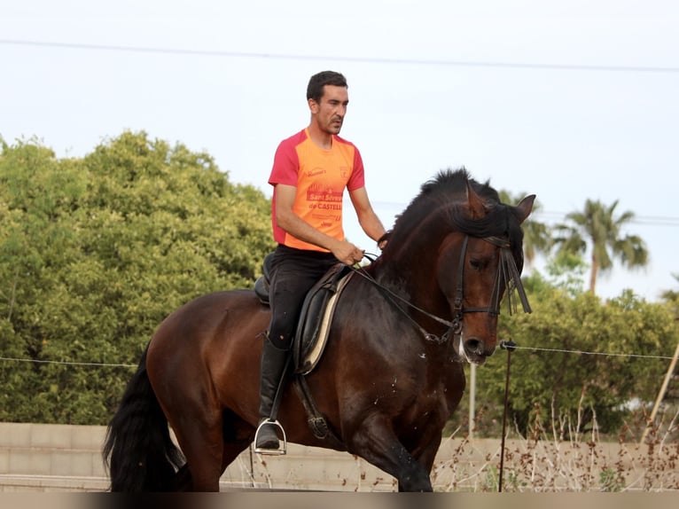 PRE Croisé Étalon 6 Ans 168 cm Bai brun in Valencia