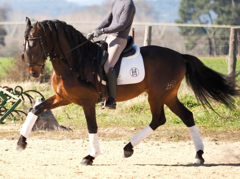 PRE Croisé Étalon 6 Ans 168 cm Bai in Navas Del Madro&#xF1;o