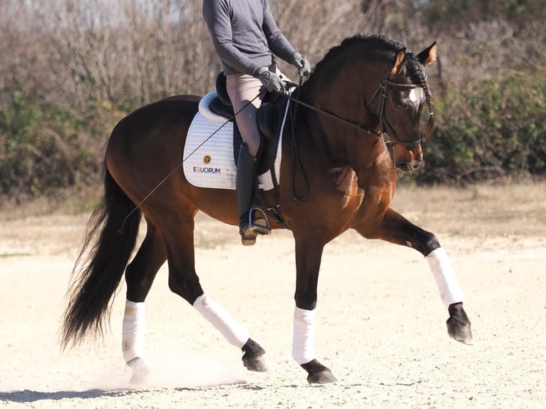 PRE Croisé Étalon 6 Ans 168 cm Bai in Navas Del Madro&#xF1;o