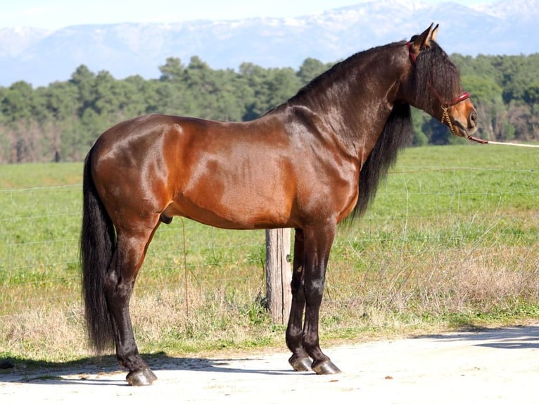 PRE Croisé Étalon 6 Ans 168 cm Bai in Navas Del Madro&#xF1;o