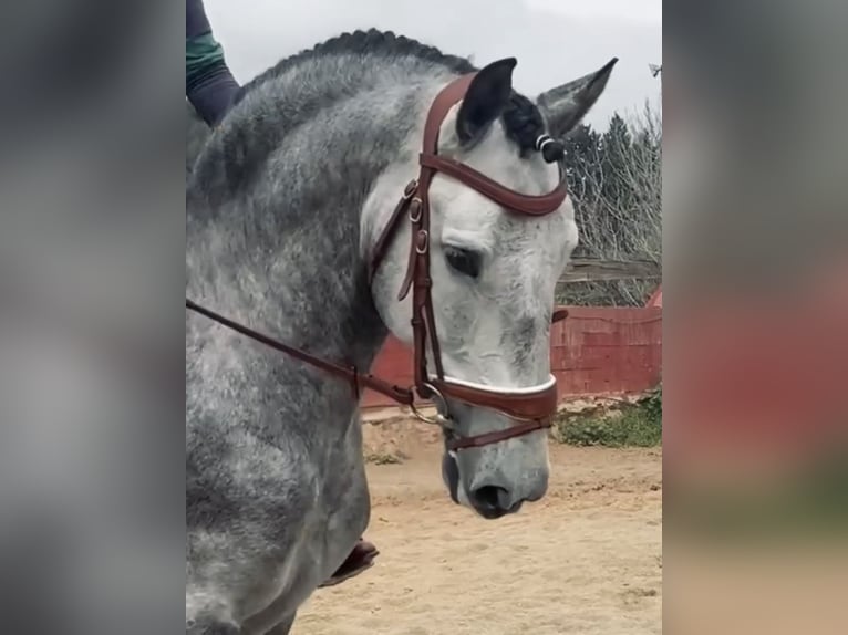 PRE Croisé Étalon 6 Ans 168 cm Gris in Coín, Malaga