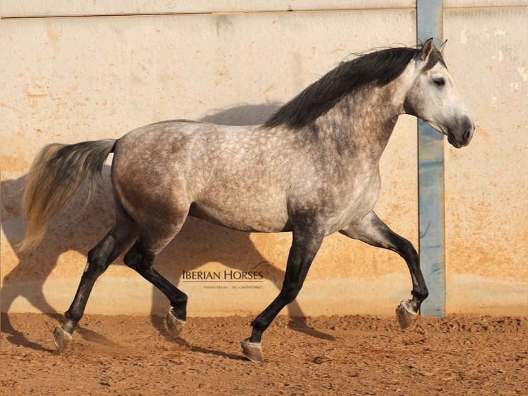 PRE Croisé Étalon 6 Ans 168 cm Gris in Navas Del Madroño