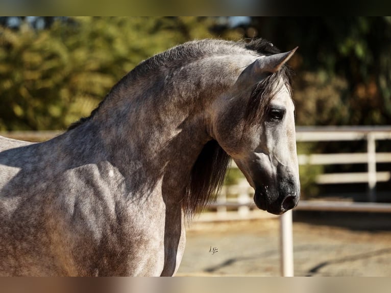 PRE Étalon 6 Ans 168 cm Gris in Poeldijk