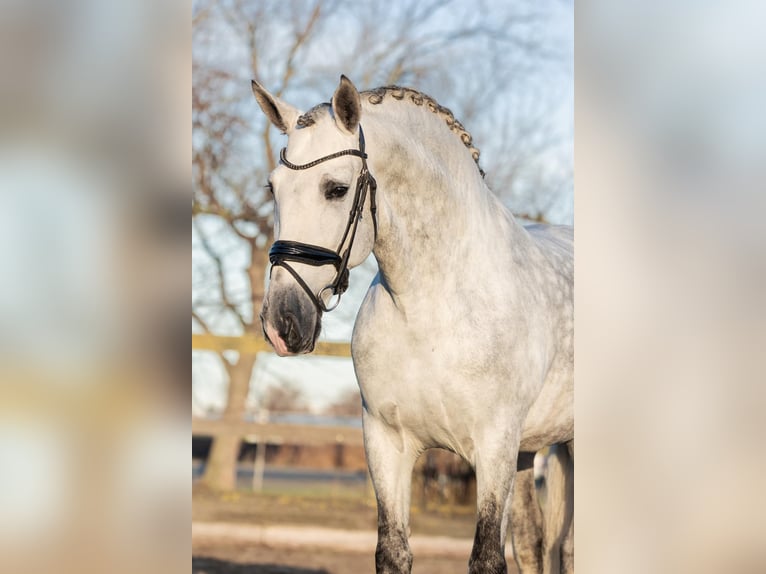 PRE Étalon 6 Ans 168 cm Gris in Poeldijk