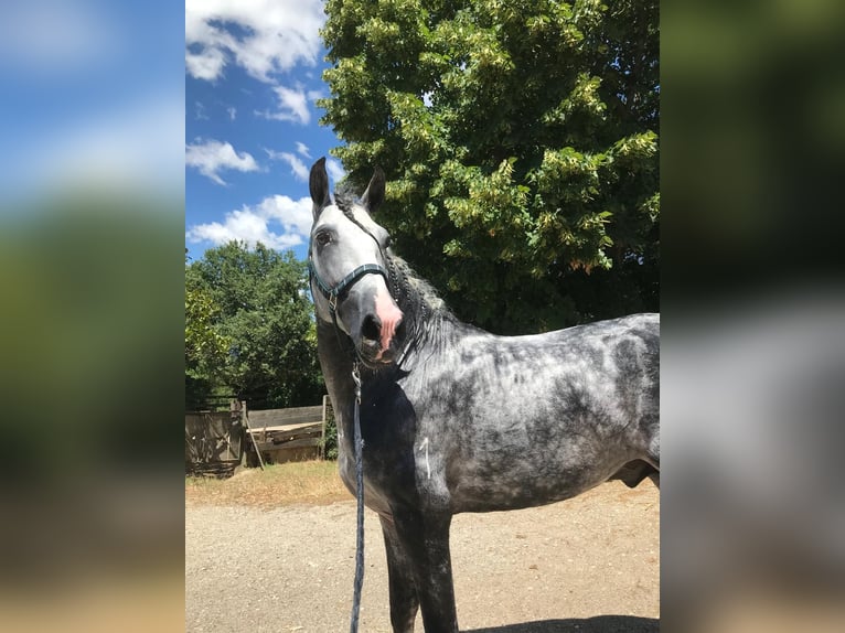 PRE Croisé Étalon 6 Ans 168 cm Gris in Promano