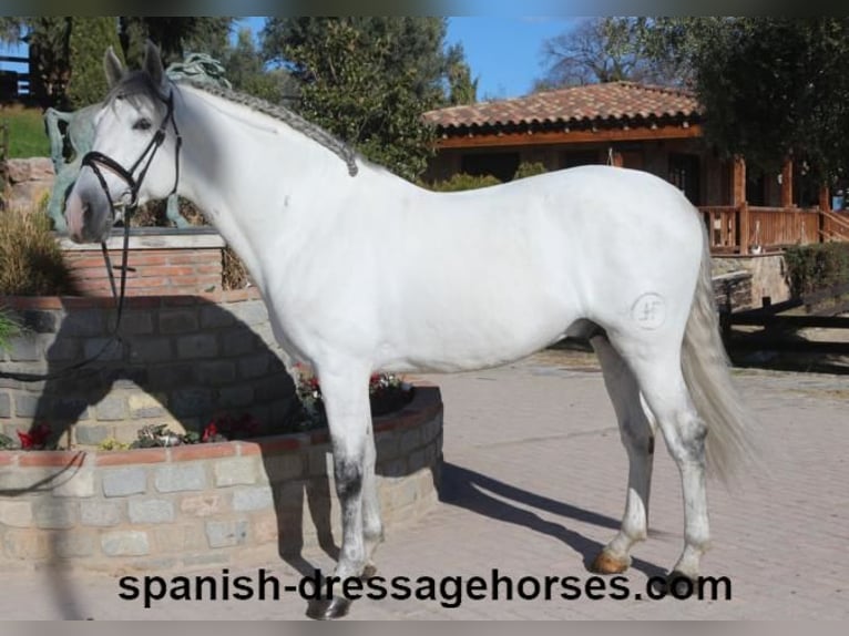 PRE Croisé Étalon 6 Ans 168 cm Gris in Barcelona