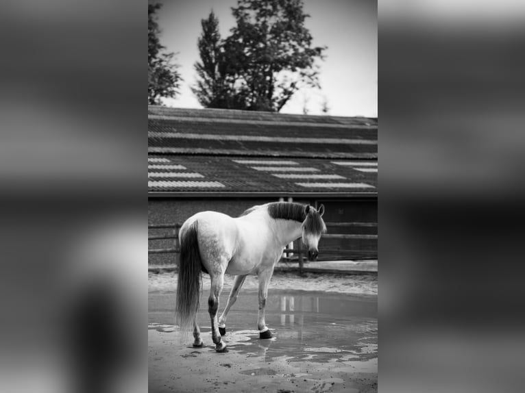 PRE Croisé Étalon 6 Ans 169 cm Gris in Rotheux-Rimière