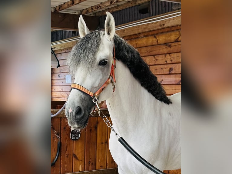 PRE Croisé Étalon 6 Ans 169 cm Gris in Rotheux-Rimière