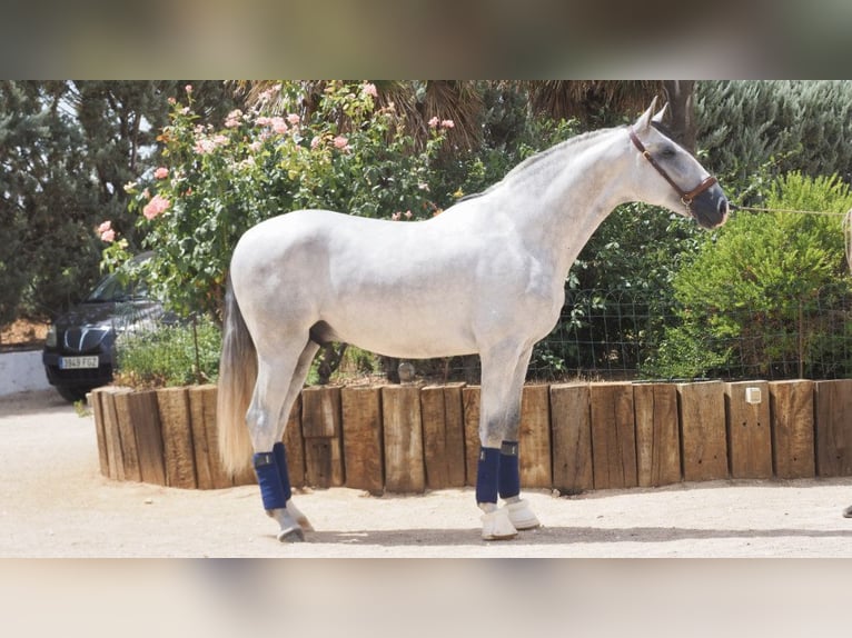 PRE Croisé Étalon 6 Ans 169 cm Gris in NAVAS DEL MADRONO