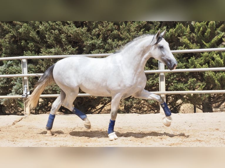 PRE Croisé Étalon 6 Ans 169 cm Gris in NAVAS DEL MADRONO