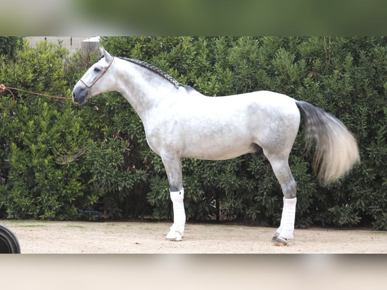 PRE Croisé Étalon 6 Ans 169 cm Gris in NAVAS DEL MADRONO