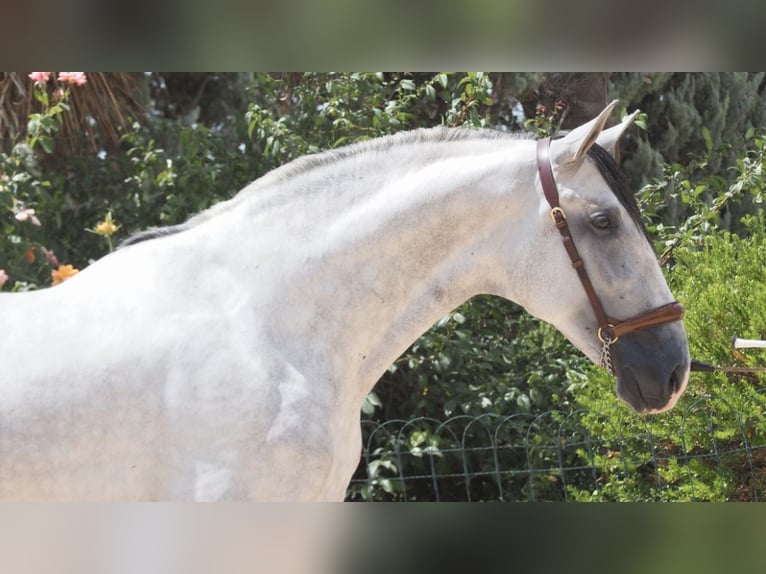 PRE Croisé Étalon 6 Ans 169 cm Gris in NAVAS DEL MADRONO