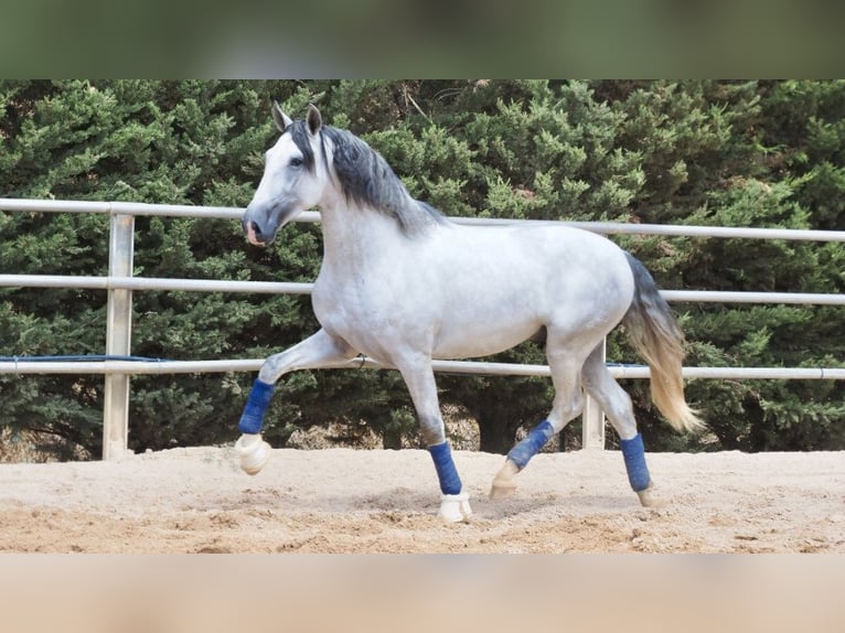 PRE Croisé Étalon 6 Ans 169 cm Gris in NAVAS DEL MADRONO