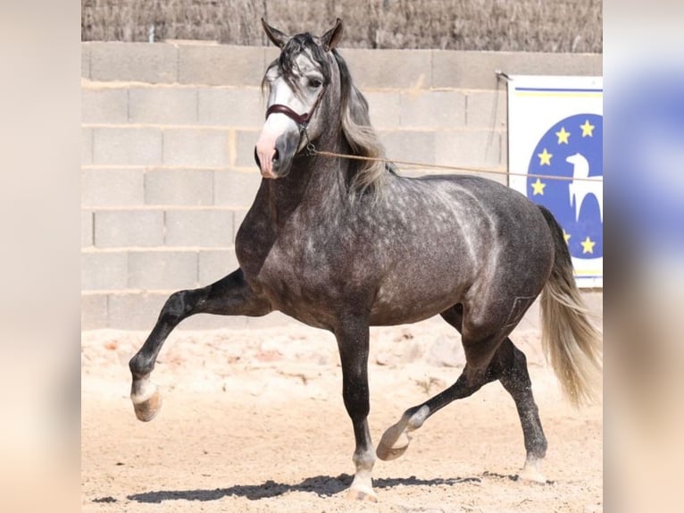 PRE Croisé Étalon 6 Ans 169 cm Gris pommelé in Martfeld