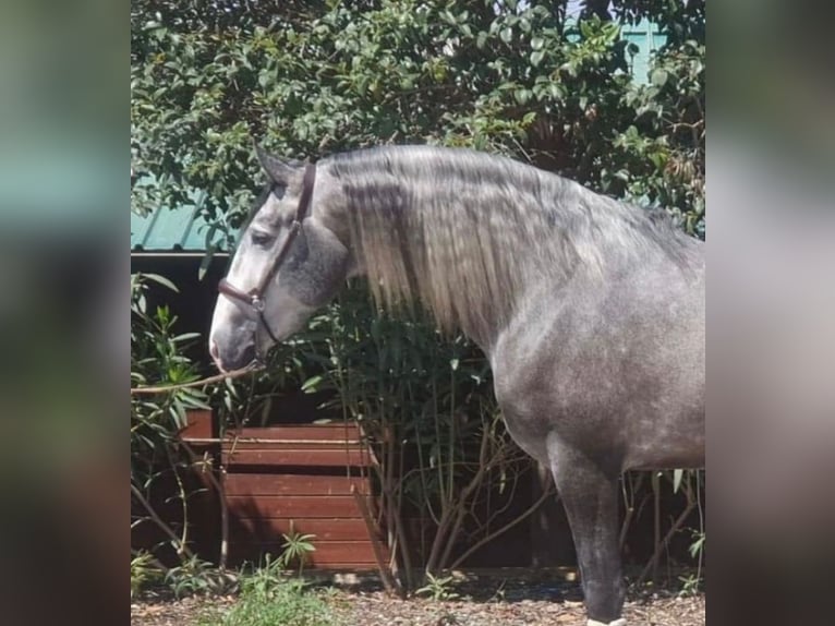 PRE Croisé Étalon 6 Ans 169 cm Gris pommelé in Martfeld