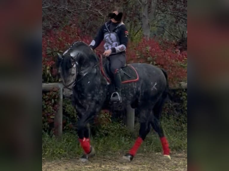 PRE Croisé Étalon 6 Ans 170 cm Blanc in Morcone