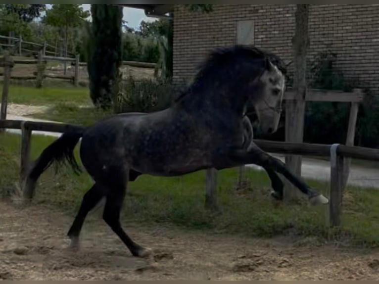 PRE Croisé Étalon 6 Ans 170 cm Blanc in Morcone