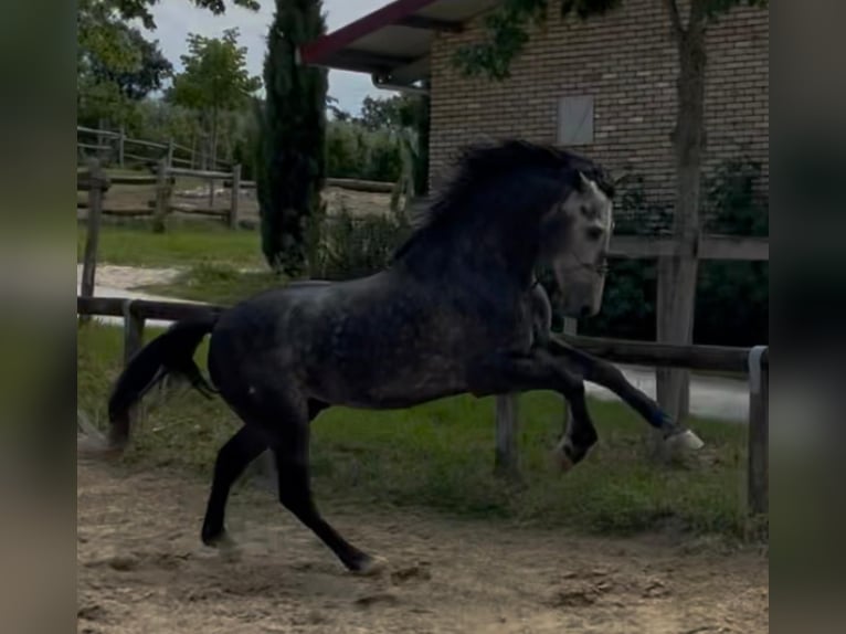 PRE Croisé Étalon 6 Ans 170 cm Blanc in Morcone