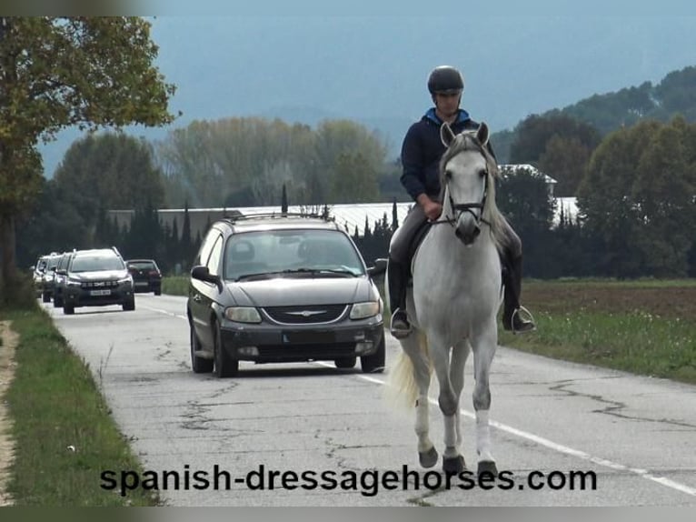 PRE Étalon 6 Ans 170 cm Gris in Barcelona