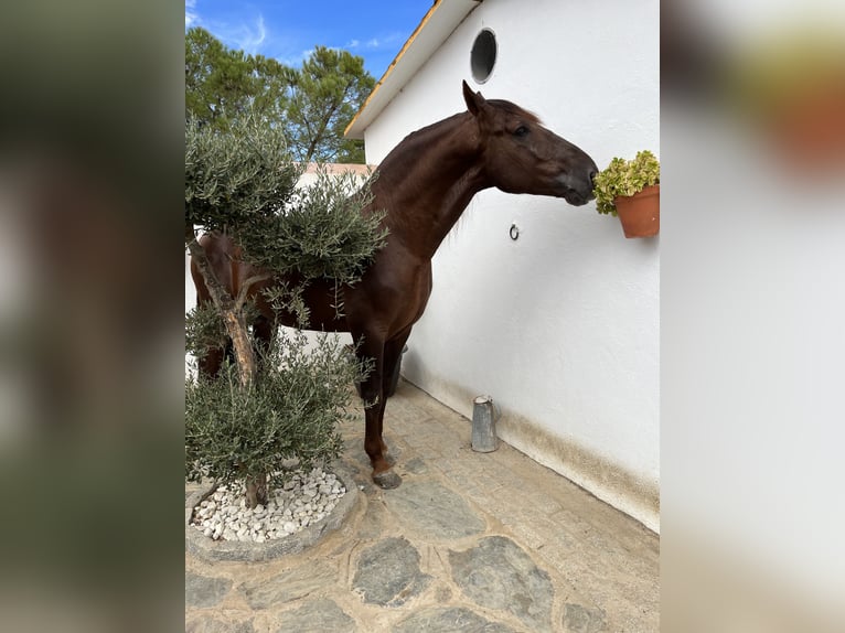 PRE Croisé Étalon 6 Ans 171 cm Alezan in Sevilla