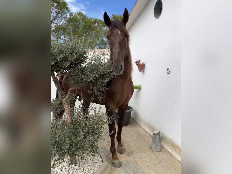 PRE Croisé Étalon 6 Ans 171 cm Alezan in Sevilla