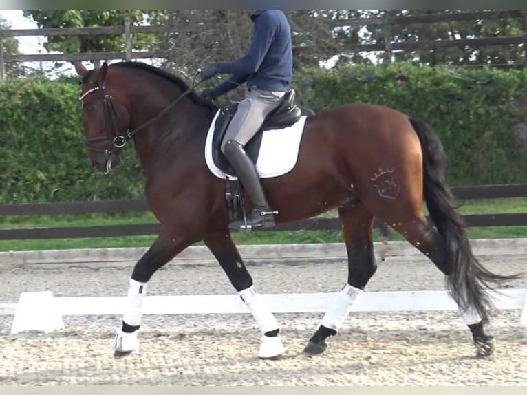 PRE Croisé Étalon 6 Ans 171 cm Bai in Barcelona