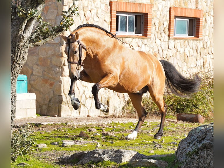 PRE Croisé Étalon 6 Ans 172 cm Buckskin in La Cabrera