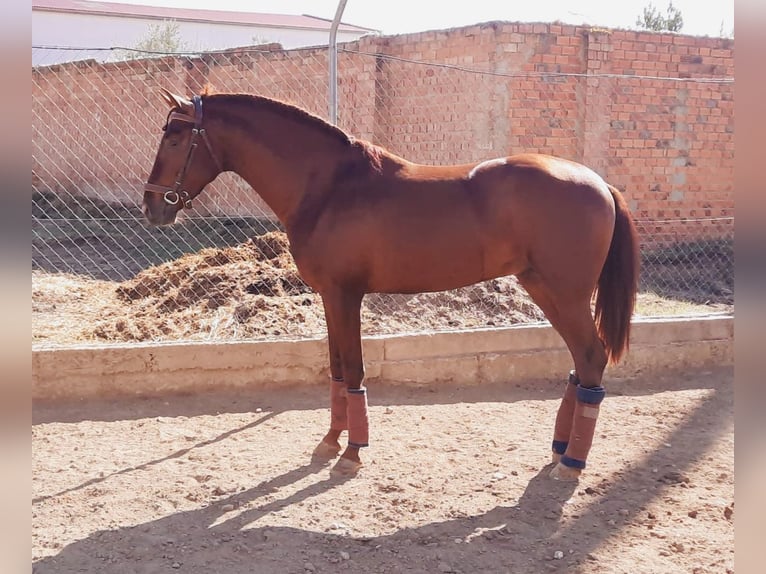 PRE Croisé Étalon 6 Ans 173 cm Alezan in Talarrubias