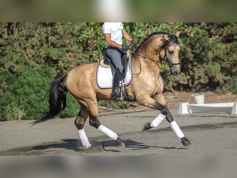 PRE Croisé Étalon 6 Ans 173 cm Buckskin in NAVAS DEL MADRONO