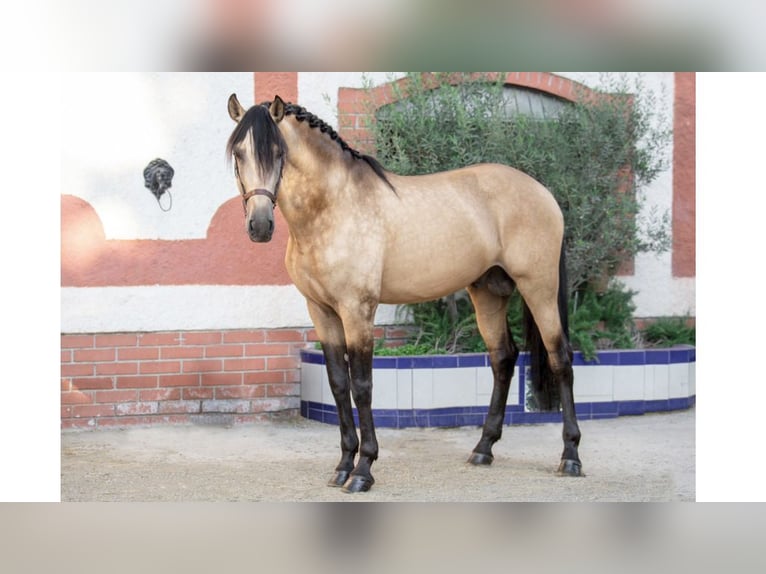 PRE Croisé Étalon 6 Ans 173 cm Buckskin in NAVAS DEL MADRONO