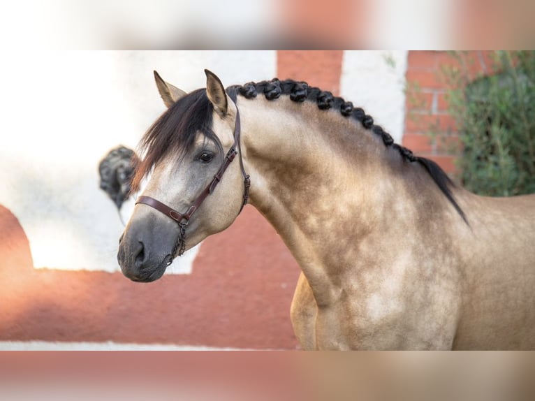 PRE Croisé Étalon 6 Ans 173 cm Buckskin in NAVAS DEL MADRONO