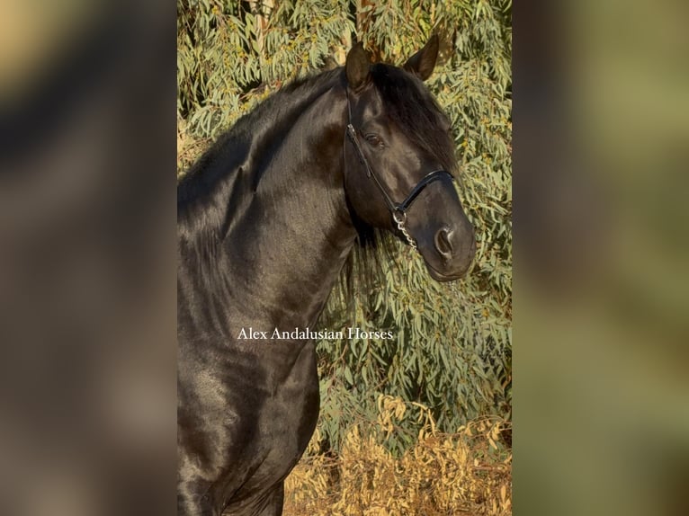 PRE Croisé Étalon 6 Ans 173 cm Noir in Sevilla