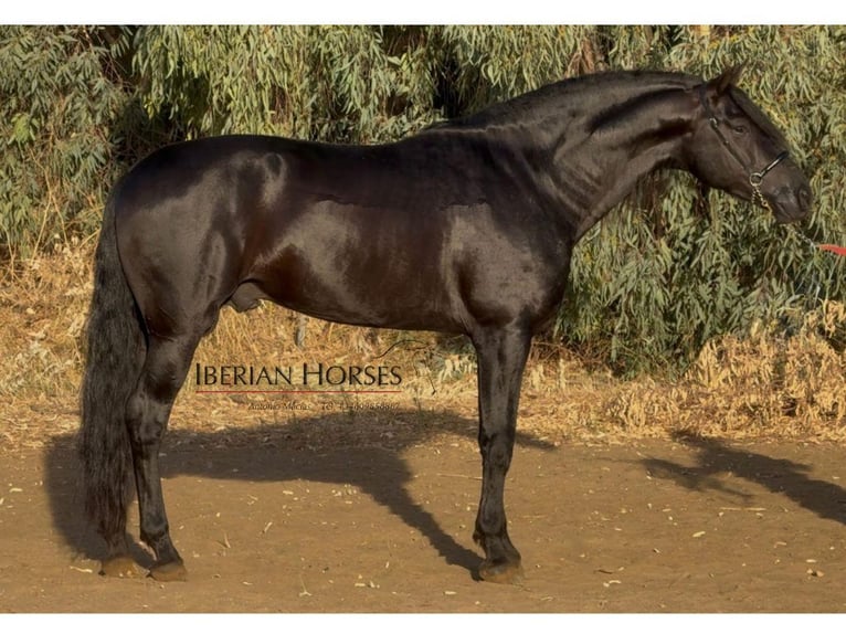 PRE Croisé Étalon 6 Ans 173 cm Noir in Navas Del Madroño PRE Croisé Étalon 6 Ans 173 cm Noir in Navas Del Madroño
