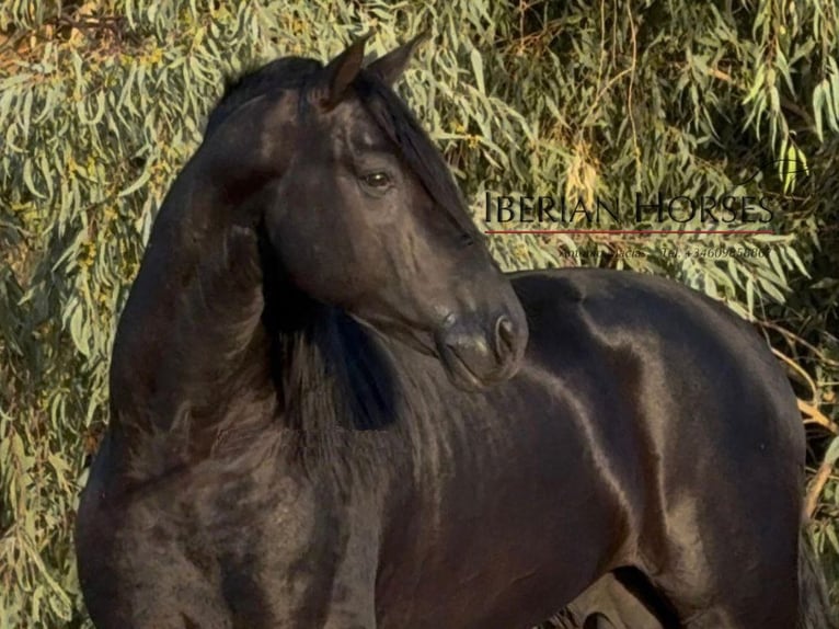 PRE Croisé Étalon 6 Ans 173 cm Noir in Navas Del Madroño PRE Croisé Étalon 6 Ans 173 cm Noir in Navas Del Madroño