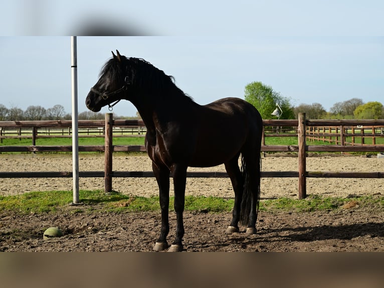 PRE Étalon 6 Ans 173 cm Noir in sint michielsgestel