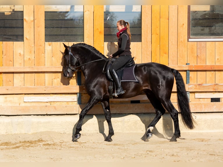 PRE Étalon 6 Ans 173 cm Noir in Vilshofen