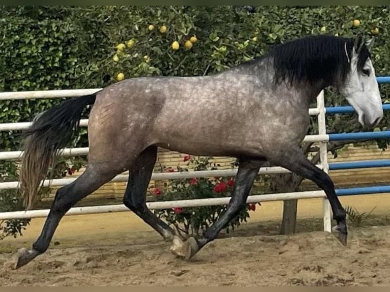 PRE Étalon 6 Ans 174 cm Gris in Fuentes De Andalucia