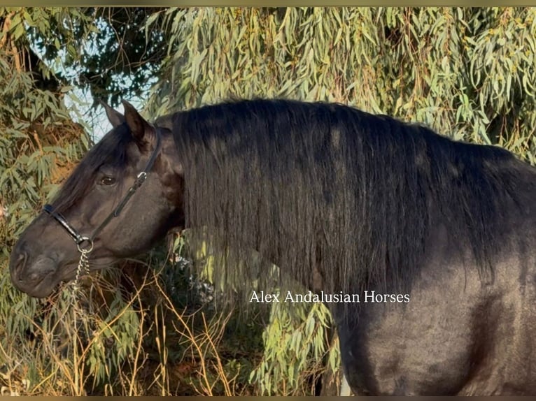 PRE Croisé Étalon 6 Ans 174 cm Noir in Sevilla PRE Croisé Étalon 6 Ans 174 cm Noir in Sevilla