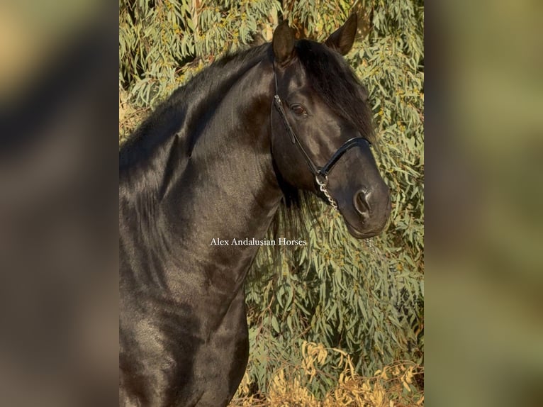 PRE Croisé Étalon 6 Ans 174 cm Noir in Sevilla PRE Croisé Étalon 6 Ans 174 cm Noir in Sevilla
