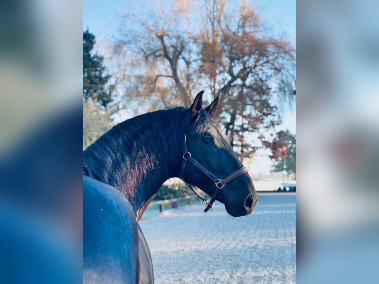 PRE Croisé Étalon 6 Ans 175 cm Noir in Passau