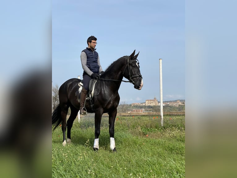 PRE Croisé Étalon 6 Ans 175 cm Noir in coria