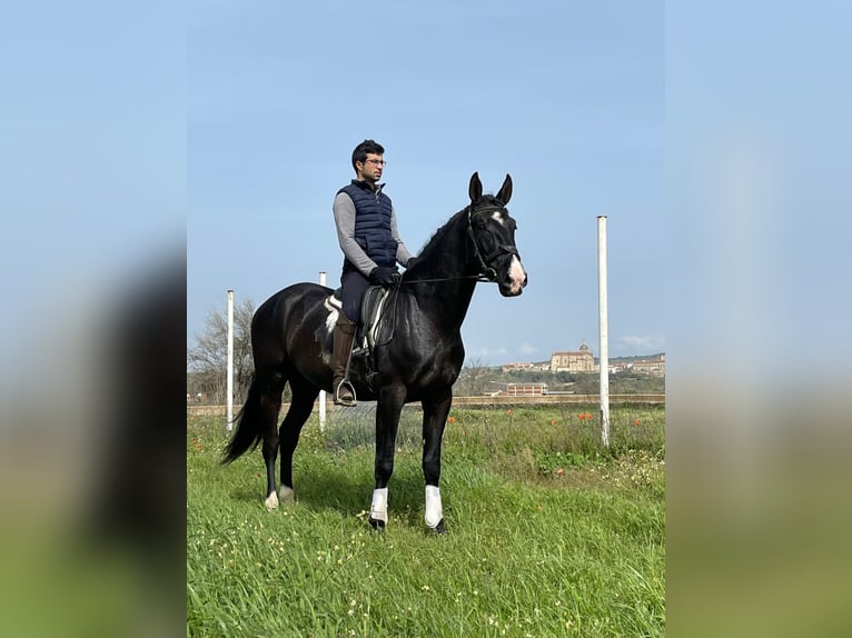 PRE Croisé Étalon 6 Ans 175 cm Noir in coria