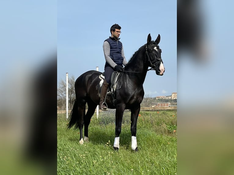 PRE Croisé Étalon 6 Ans 175 cm Noir in coria