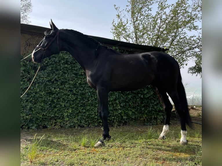 PRE Croisé Étalon 6 Ans 175 cm Noir in coria