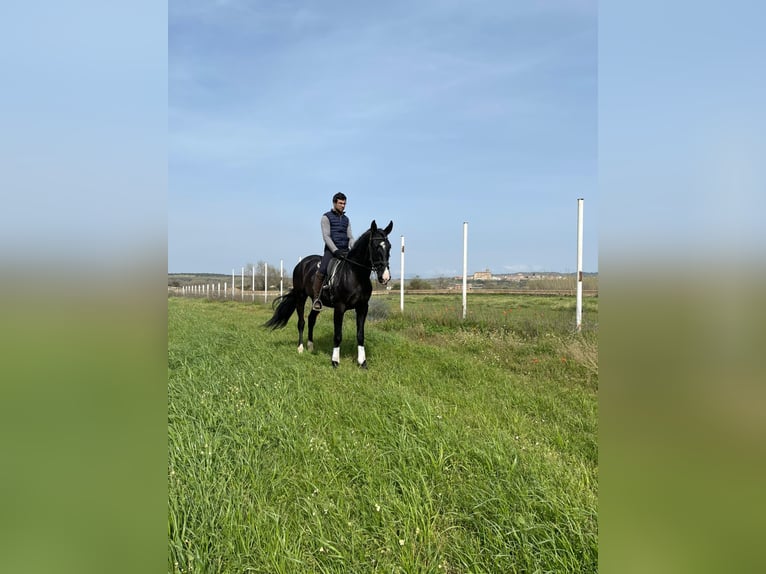 PRE Croisé Étalon 6 Ans 175 cm Noir in coria