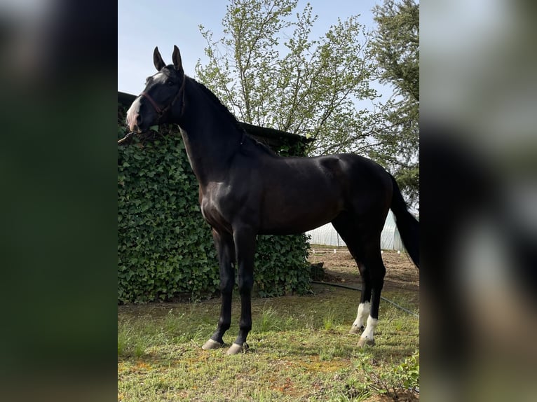 PRE Croisé Étalon 6 Ans 175 cm Noir in coria