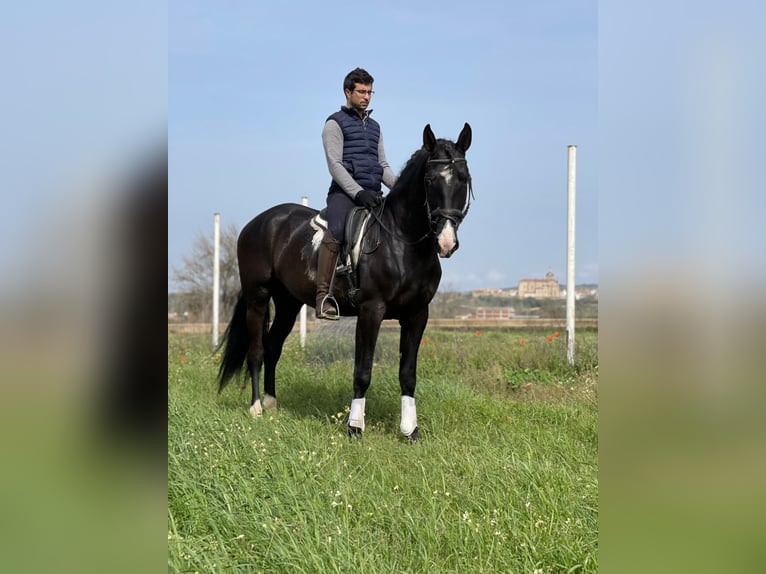 PRE Croisé Étalon 6 Ans 175 cm Noir in coria