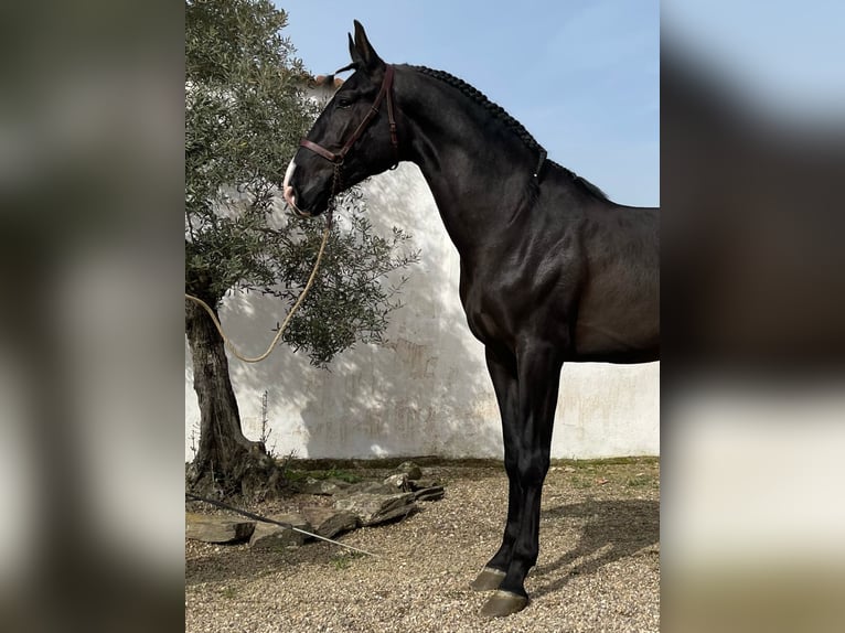 PRE Croisé Étalon 6 Ans 175 cm Noir in coria