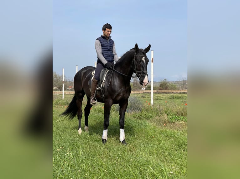 PRE Croisé Étalon 6 Ans 175 cm Noir in coria