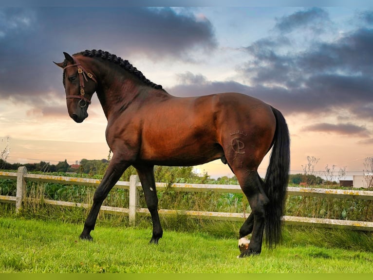 PRE Croisé Étalon 6 Ans 176 cm Bai brun in HEUVELLAND